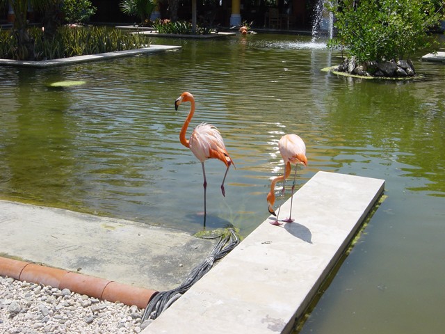 Flamingoes_1