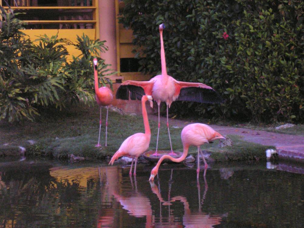 flamingo_at_home