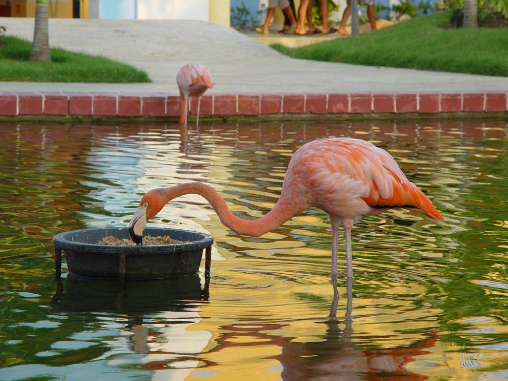 Flamingo_02