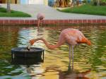 Flamingo_02.jpg