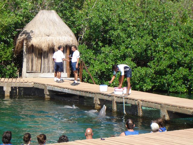 Swimming_with_the_Dolphins_at_Xel-Ha