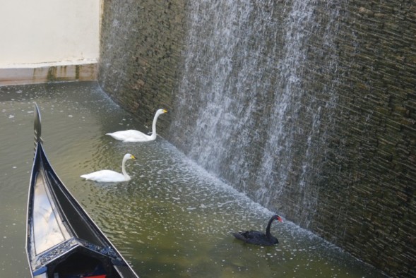 swans_in_water